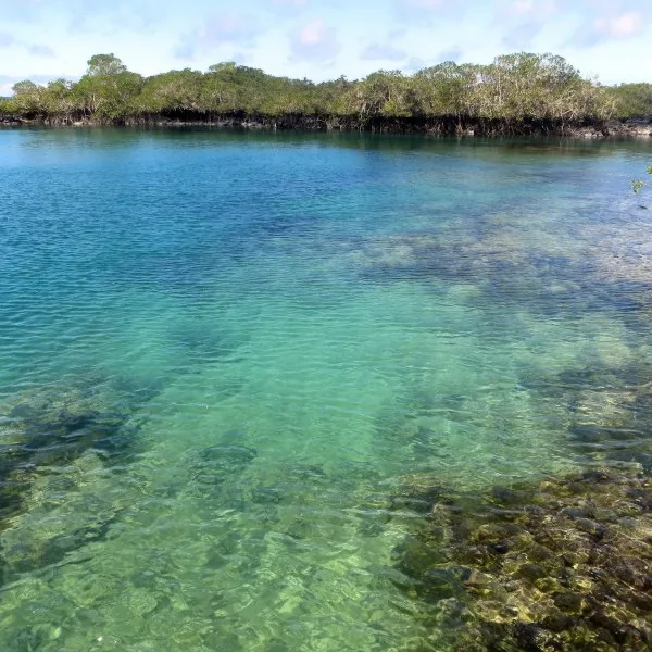 Concha de Perla, la laguna gratuita para hacer snorkel junto al muelle de Puerto Villamil