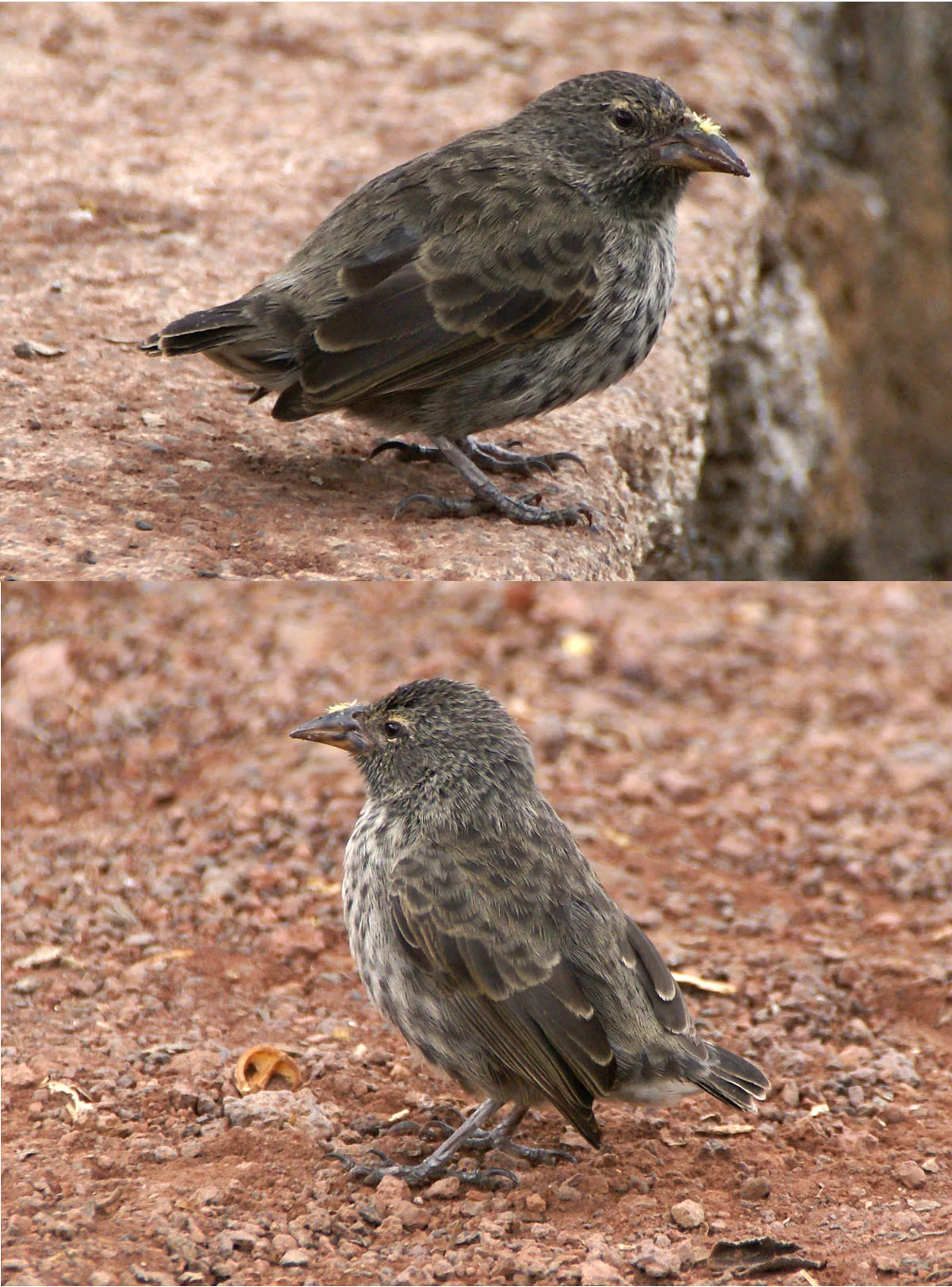 A cactus ground finch on Santa Cruz; the finches of Daphne Major belong to the same group of species