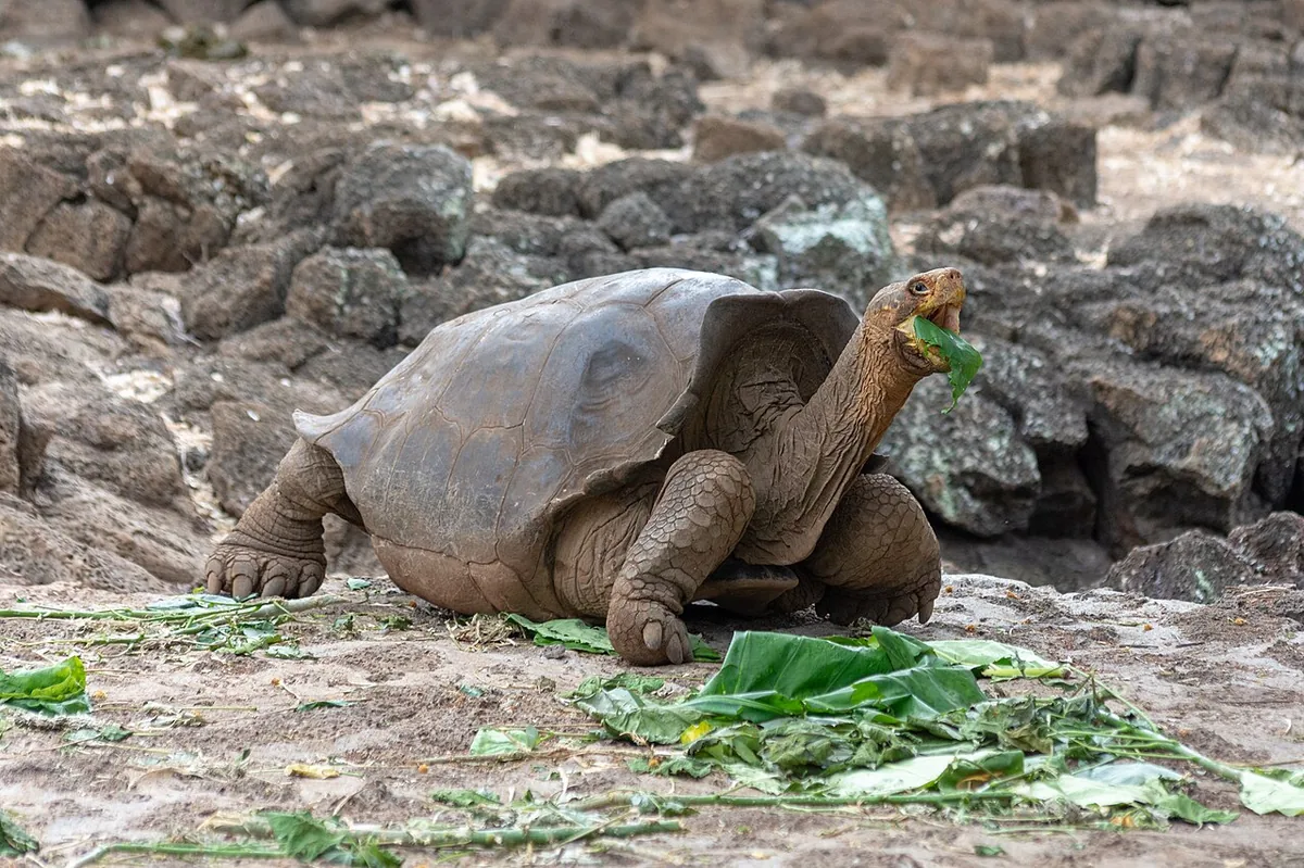 El Chato's wallows fill with tortoises after the rains