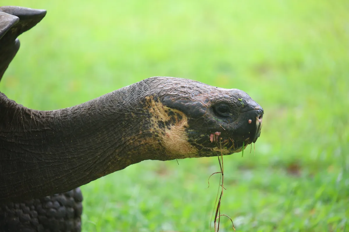 A Santa Cruz giant tortoise feeding in the highlands; the adults weigh up to 250 kg