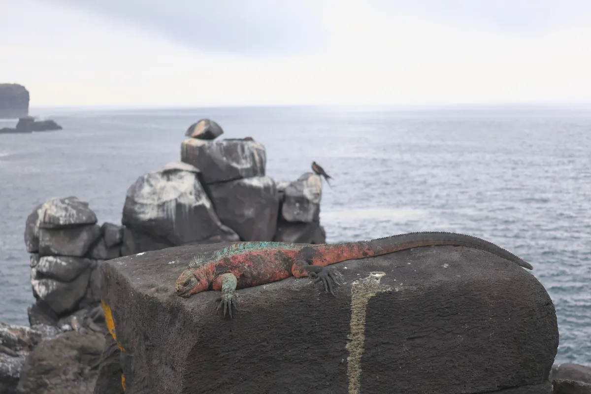 El Niño en Galápagos: qué cambia en tu crucero