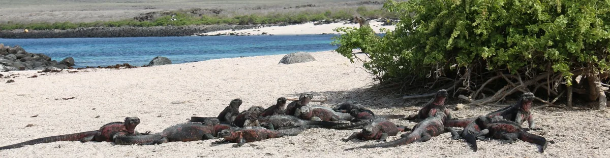 Isla Española: albatros, Punta Suárez y Bahía Gardner