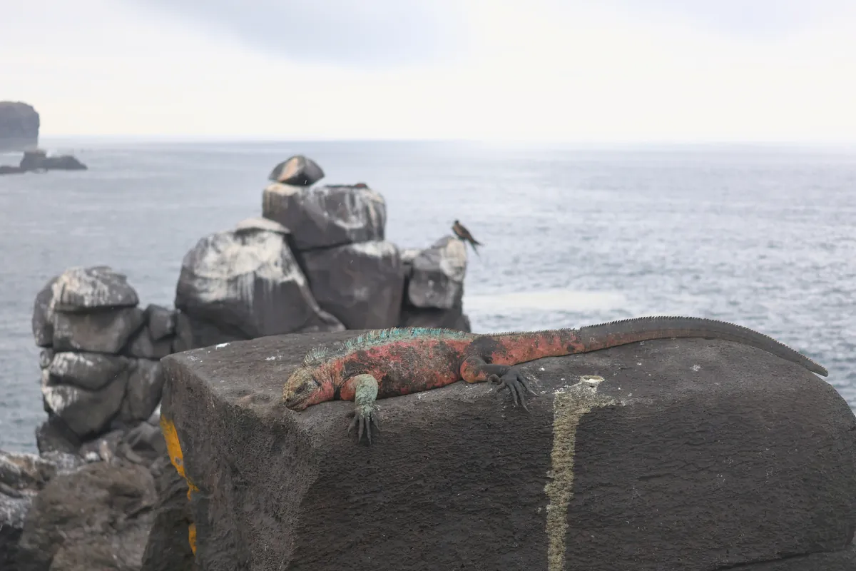 On Española the males turn red and green in the breeding season
