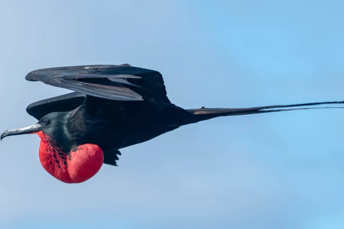 A magnificent frigatebird with the pouch inflated on North Seymour