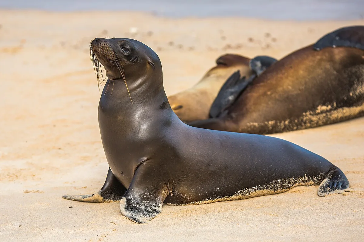 Sea lions own the red beach at the landing