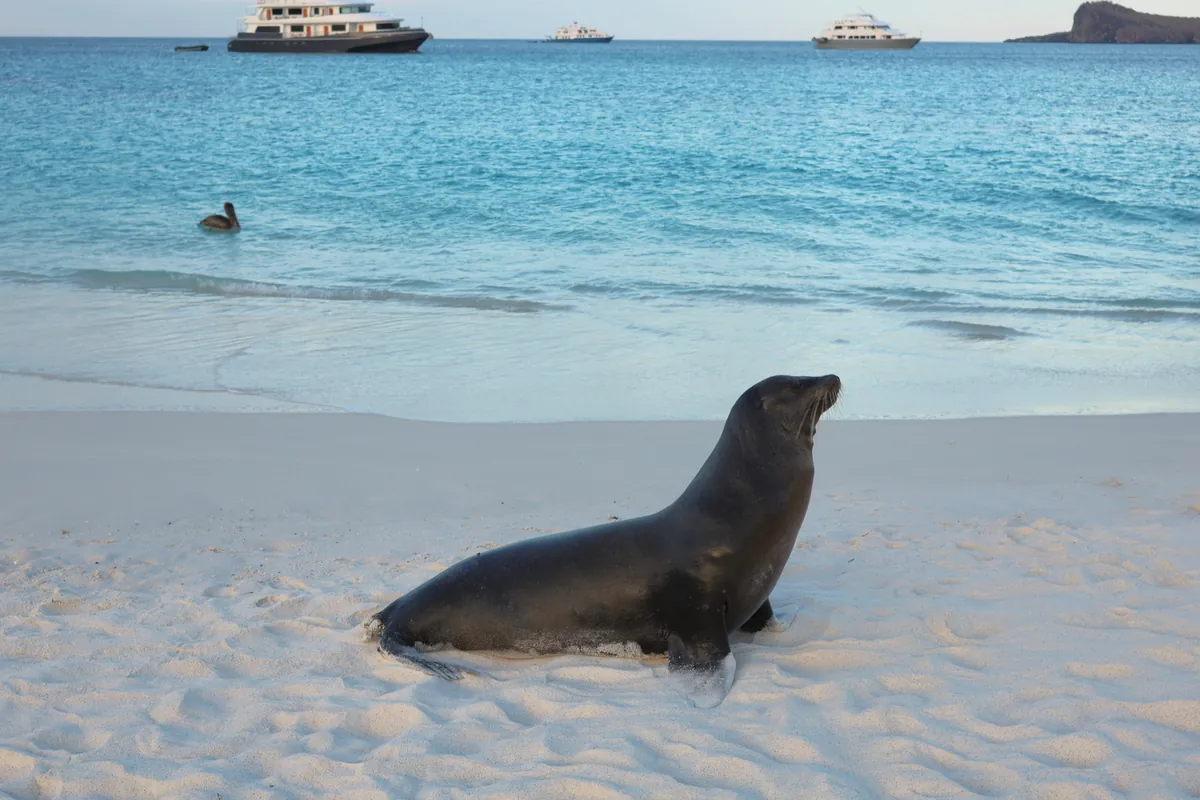 Un lobo marino solo en la playa de Bahía Gardner, en Española, con los yates de crucero fondeados
