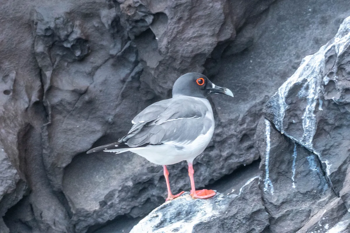 Cruceros por Galápagos para viajeros solos, sin suplemento