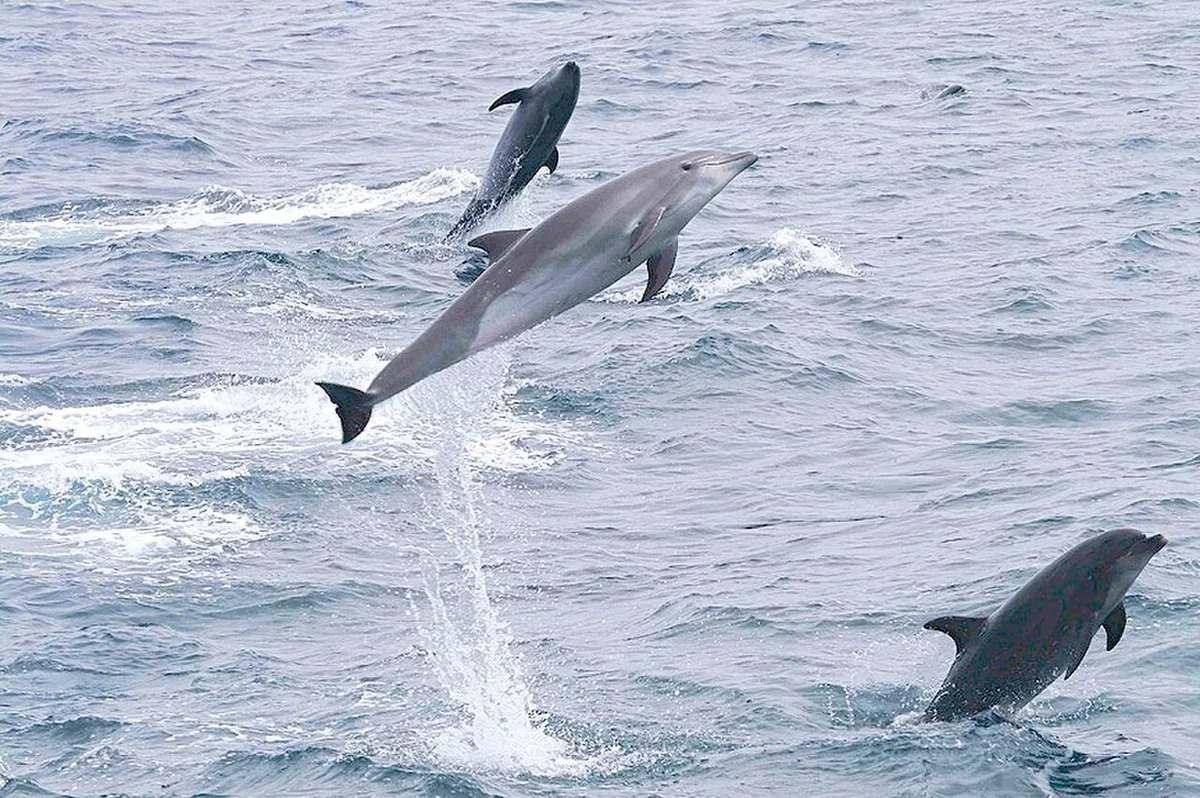 Dolphins ride the bows year-round, and from June the Bolívar Channel adds humpback whales to the show