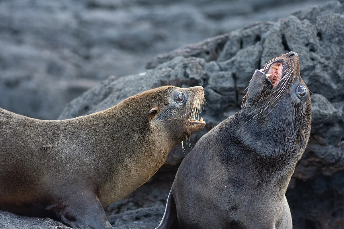 Las crías de lobo fino alcanzan su máximo en octubre en Santiago y las islas occidentales