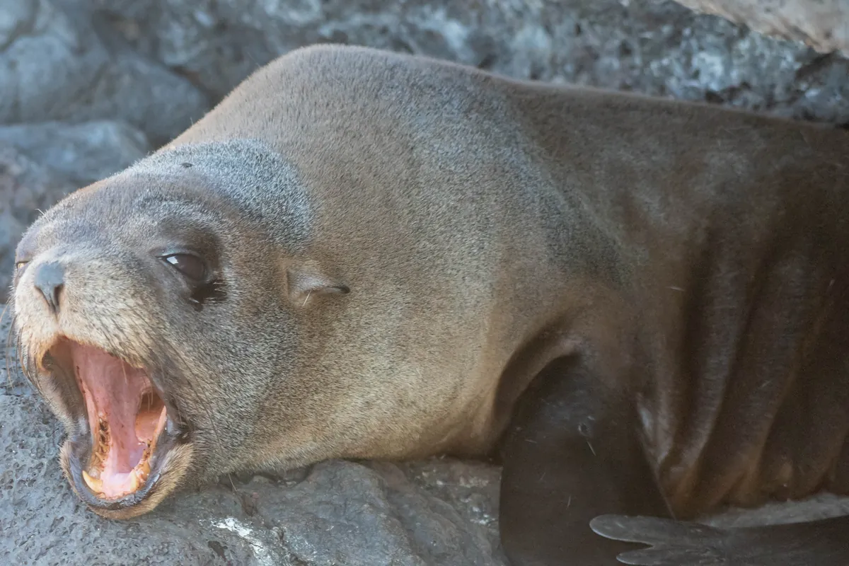 Fur seals begin their breeding season in October; Santiago's shaded grottos are the classic place to find them