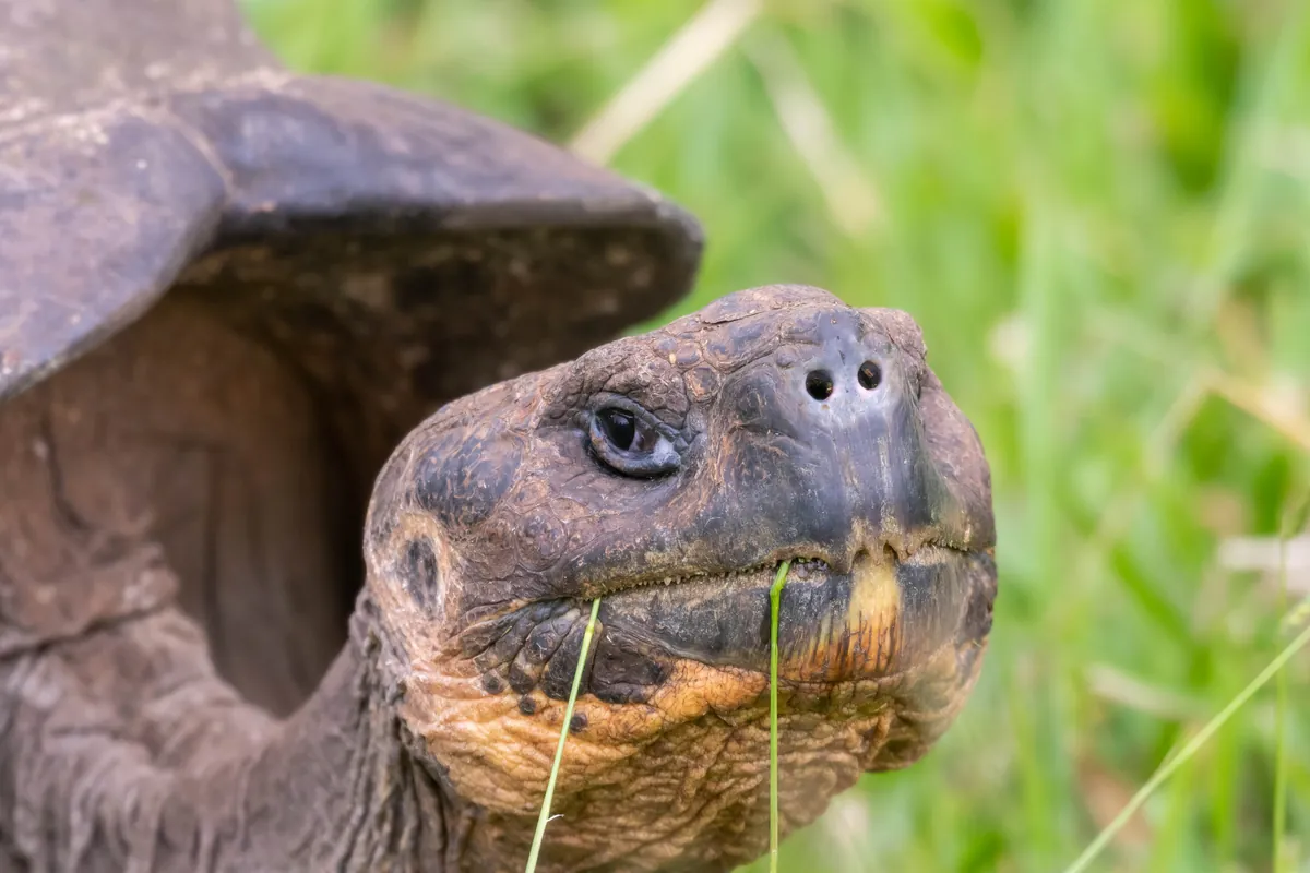 Eine Riesenschildkröte im Hochland von Santa Cruz: Die Zucht- und Wiederherstellungsprogramme werden mit der Eintrittsgebühr finanziert