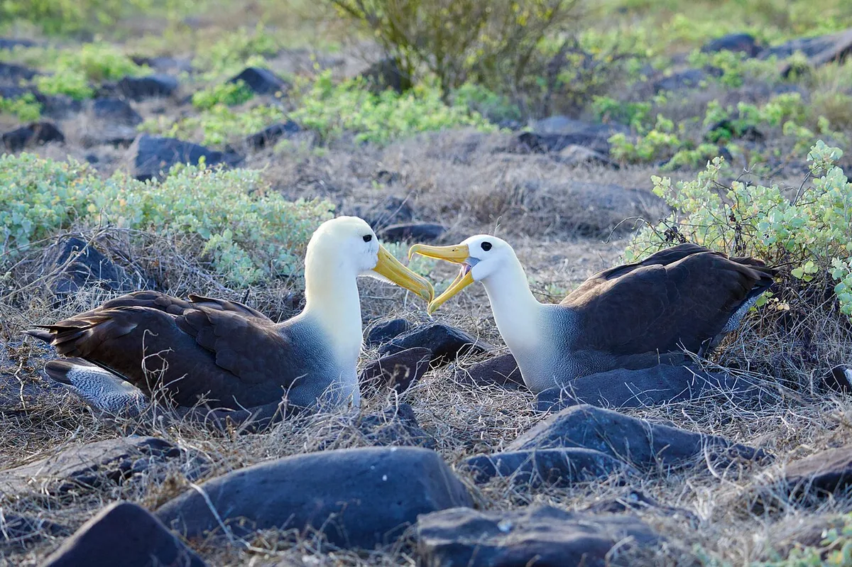 A pair at the colony: albatrosses mate for life and renew the bond every season