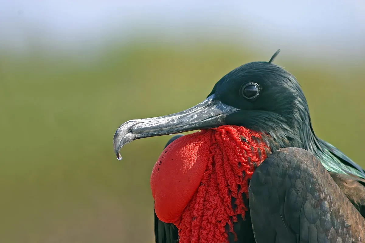 Galápagos in March: Warming Up, Marine Iguanas Nesting