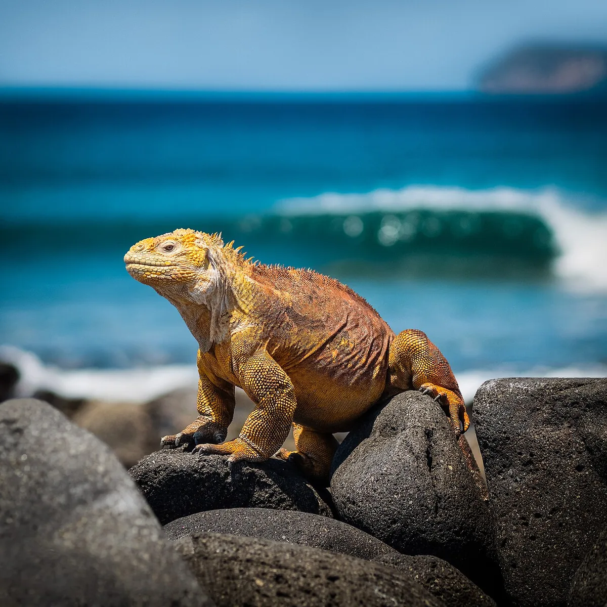 La iguana terrestre amarilla de Cerro Dragón es el pariente más cercano que sí puedes ver