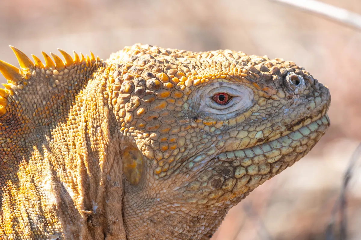 A Galápagos land iguana; Santa Fe's own species is paler, with a longer snout