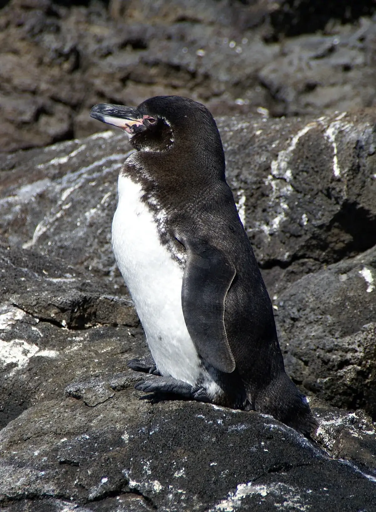 Los pingüinos de Galápagos pescan a lo largo de la costa de Isabela; la isla y Fernandina tienen casi toda la población