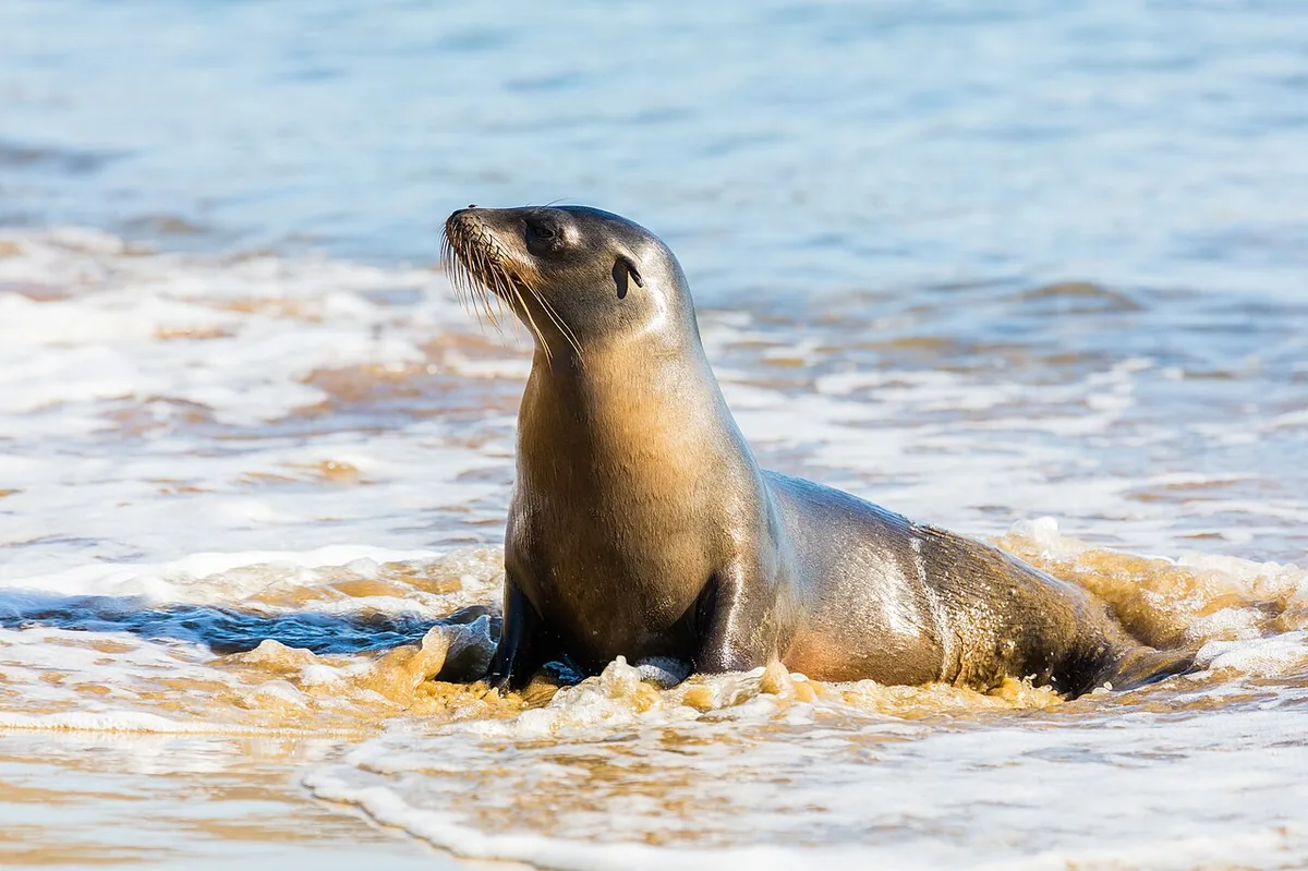 Sea lions treat the pool's swimmers as part of the furniture