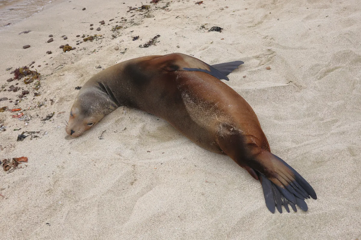 Sea lion pups are born in the cool season and swim with snorkellers by November