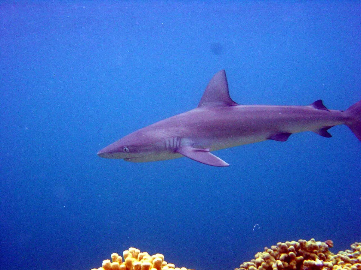 Galápagos sharks are shy around people; the real risk in the water is current, not teeth