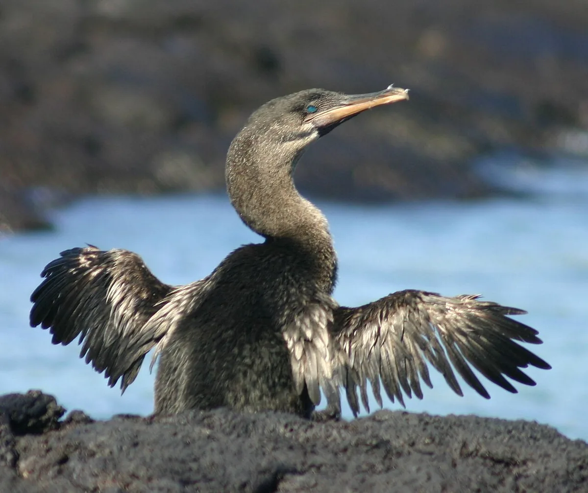 Travel Insurance for Galápagos: What Your Policy Needs