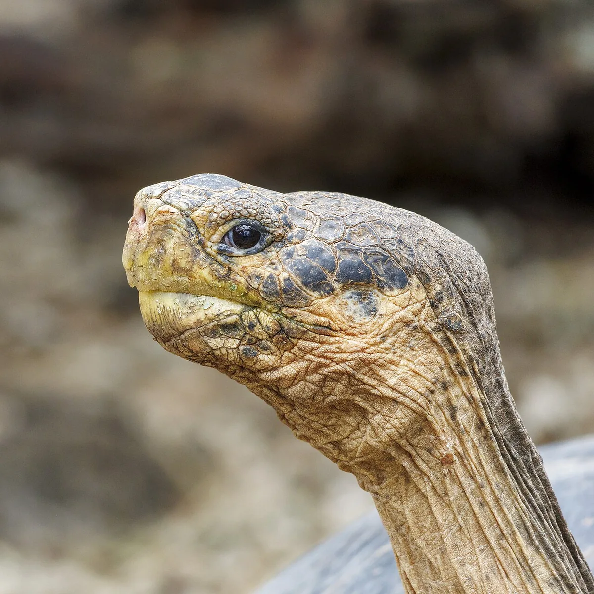 Galápagos con niños: qué funciona a cada edad