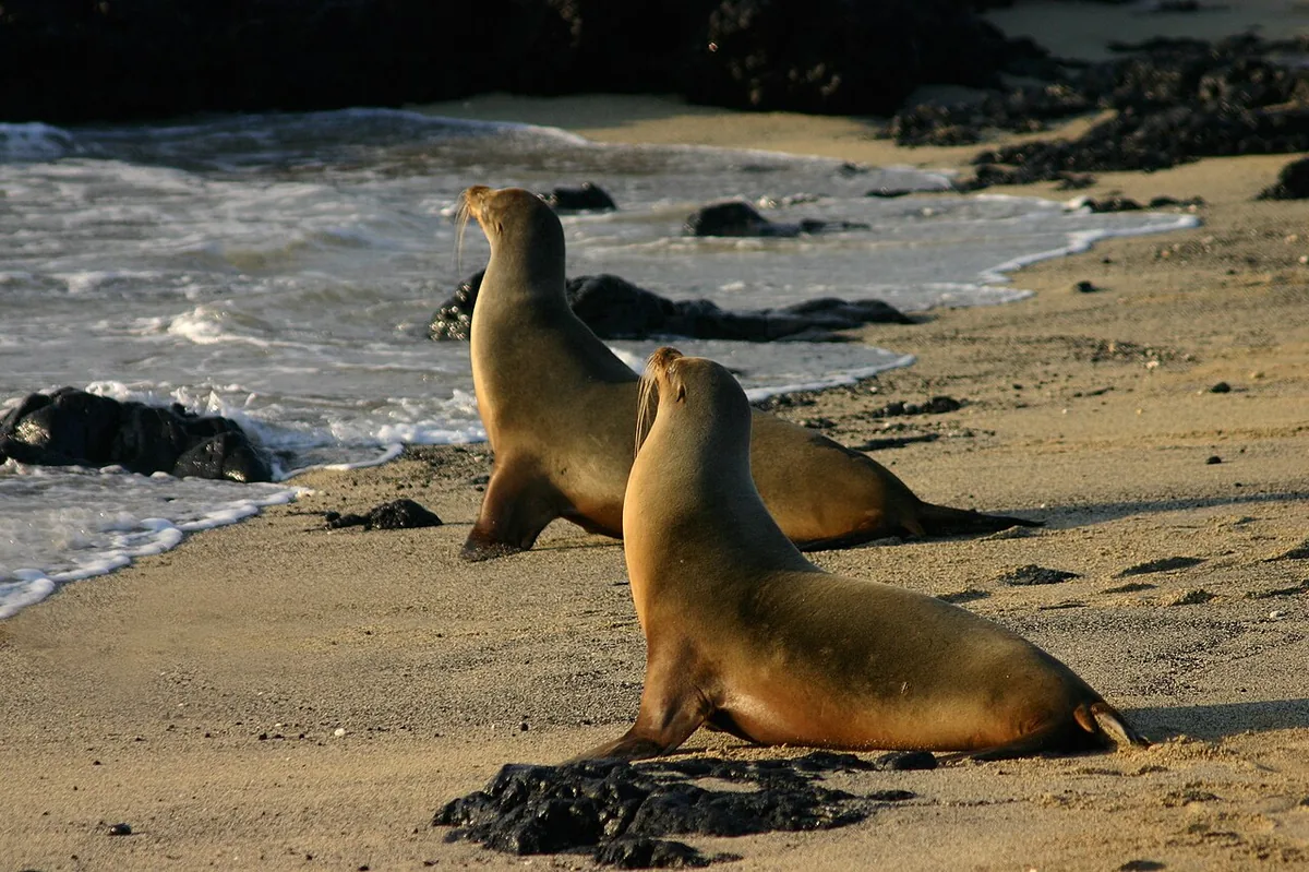 Mosquera's sandbar holds one of the largest sea lion colonies in the archipelago