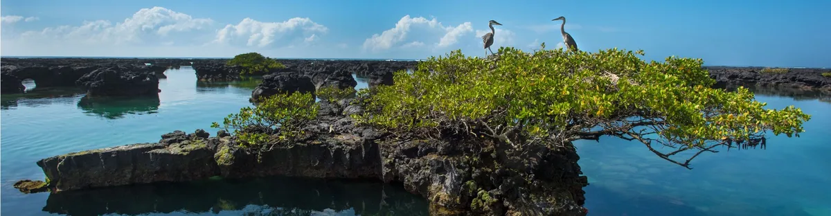 Isabela Island Guide: Volcanoes, Penguins, Los Túneles, West