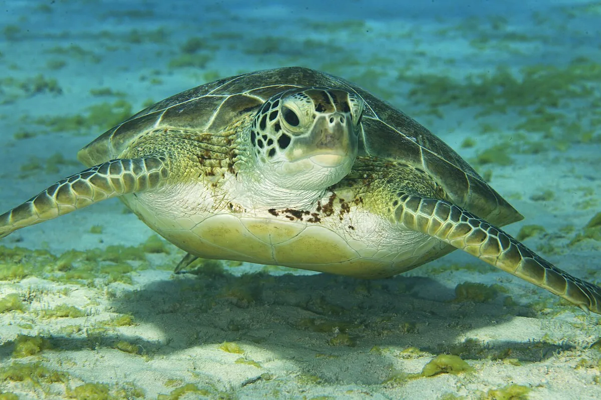 Playa Las Bachas, Santa Cruz: tortugas, flamencos y Baltra