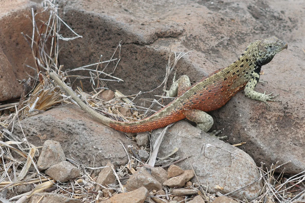 Galápagos Lava Lizard: The Little Reptile on Every Trail