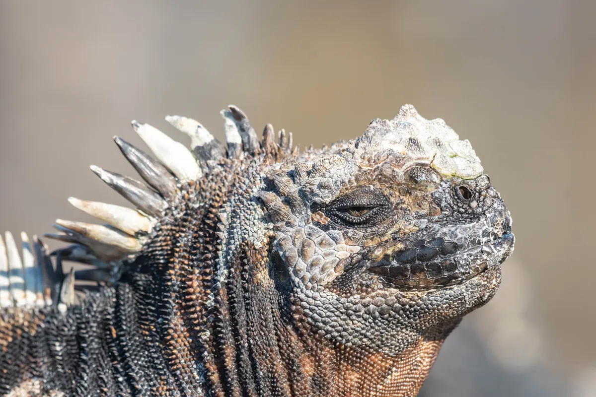 Lava lizards share the basking rocks with marine iguanas on most shorelines