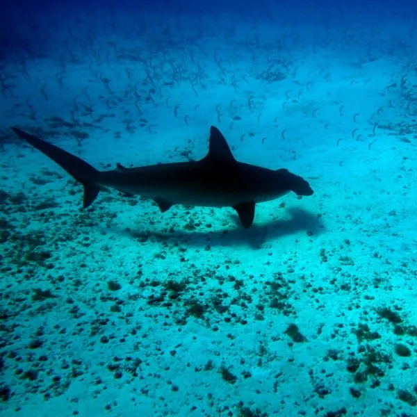 Islote Mosquera: un banco de arena con un problema de lobos marinos