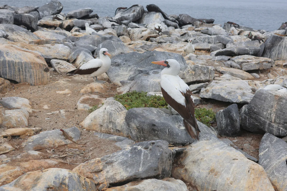 Nazca boobies nest along the Punta Suárez trail from November to February
