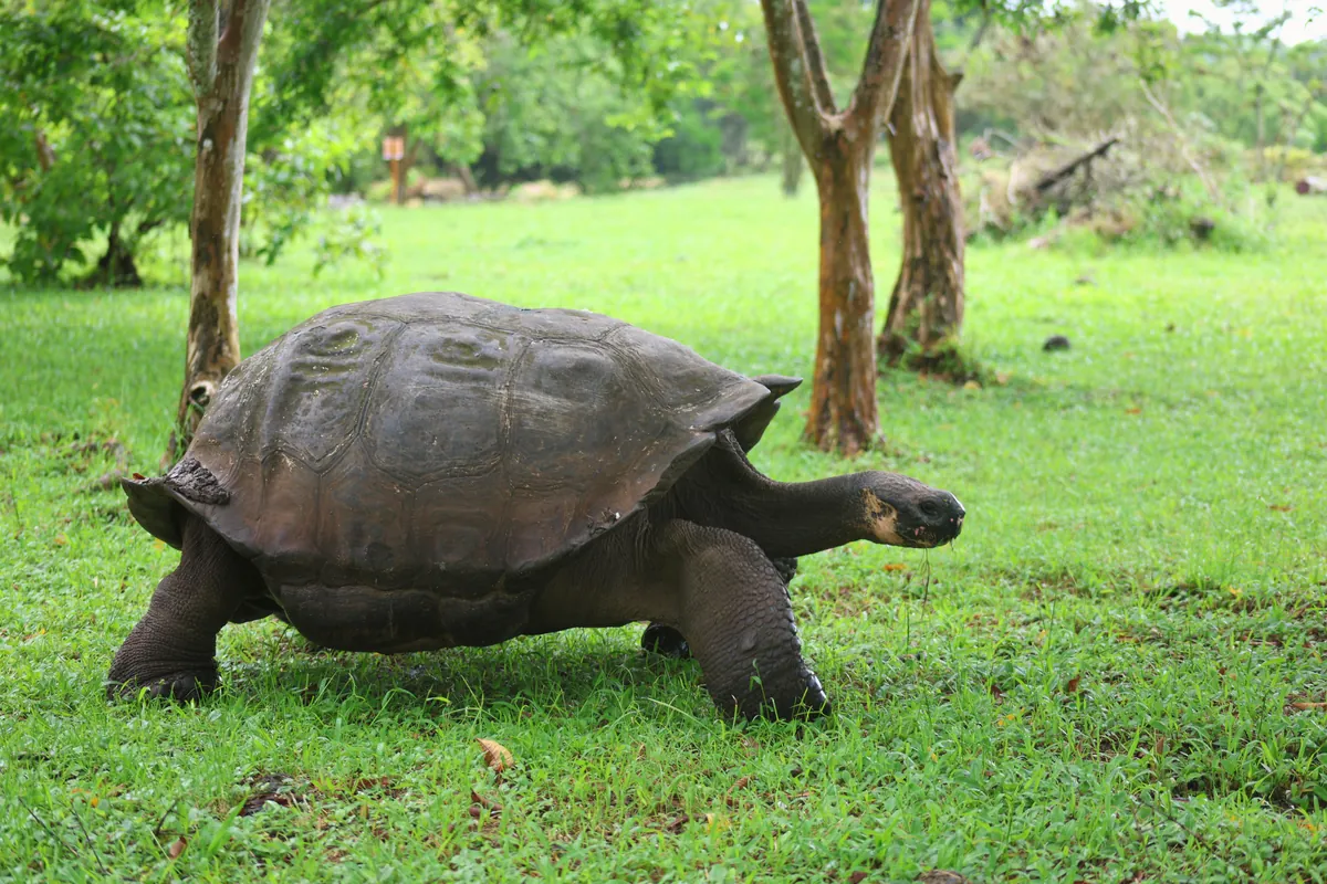 Santa Cruz Island: Puerto Ayora, Tortoises and Tortuga Bay