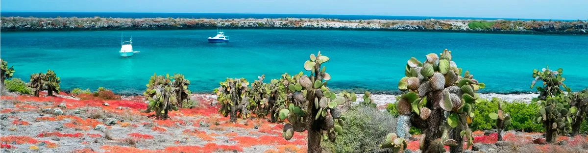 Isla Santa Fe: la isla más antigua, y su propia iguana