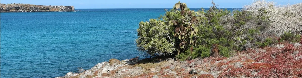 Isla Plaza Sur: la alfombra roja y las iguanas híbridas