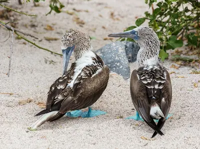 Blue-footed Booby: The Iconic Bird of Galápagos