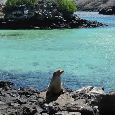 Diving in Galápagos: Day Trips vs Liveaboards, Wolf and Darwin