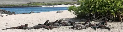 Española Island, Galápagos: Albatross, Gardner Bay, and the Oldest
