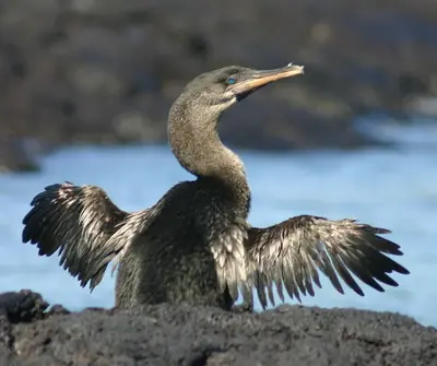 Flightless Cormorant: The Bird That Traded Wings for Water