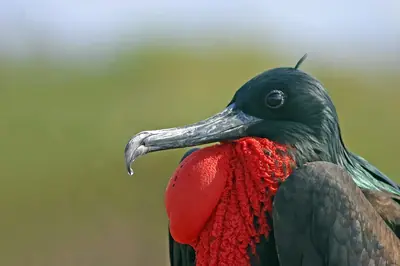Frigatebirds: The Pirates of the Galápagos Sky