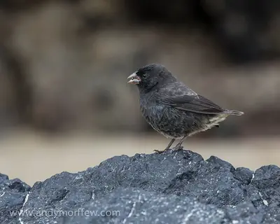 Galápagos Birds: The Complete Guide (Land, Sea and Coastal)