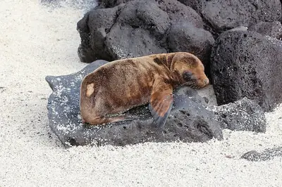Galápagos on a Budget: The Day-by-Day Cheap Itinerary