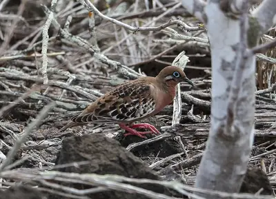 Galápagos Dove: The Endemic Ground Bird