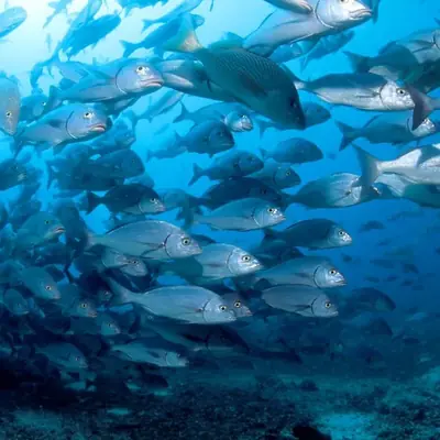 Galápagos FAQ: 22 Questions Answered