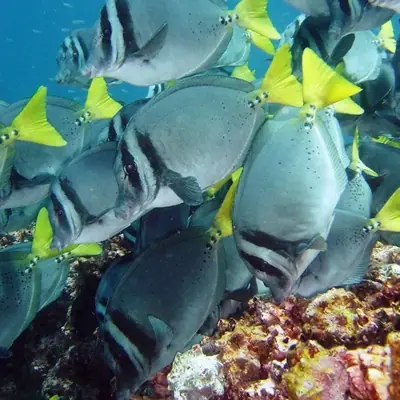 Galápagos Ferries: Getting Between the Islands (2026)