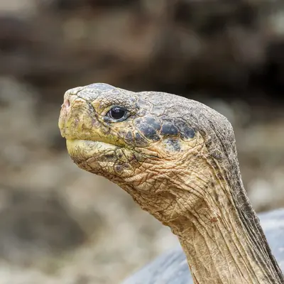 Galápagos Giant Tortoise: Where to See Them in the Wild