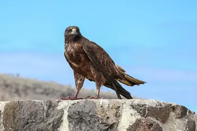 Galápagos Hawk: The Top Predator on the Islands