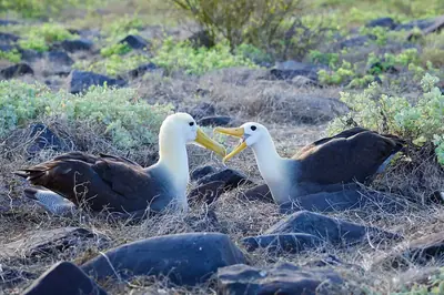 Galápagos in December: Warm Season Returns, Christmas Crowds