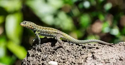 Responsible Tourism in Galápagos: Rules and How to Travel Lighter