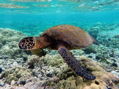 Green Sea Turtle: The Nesting Giant of Galápagos Beaches